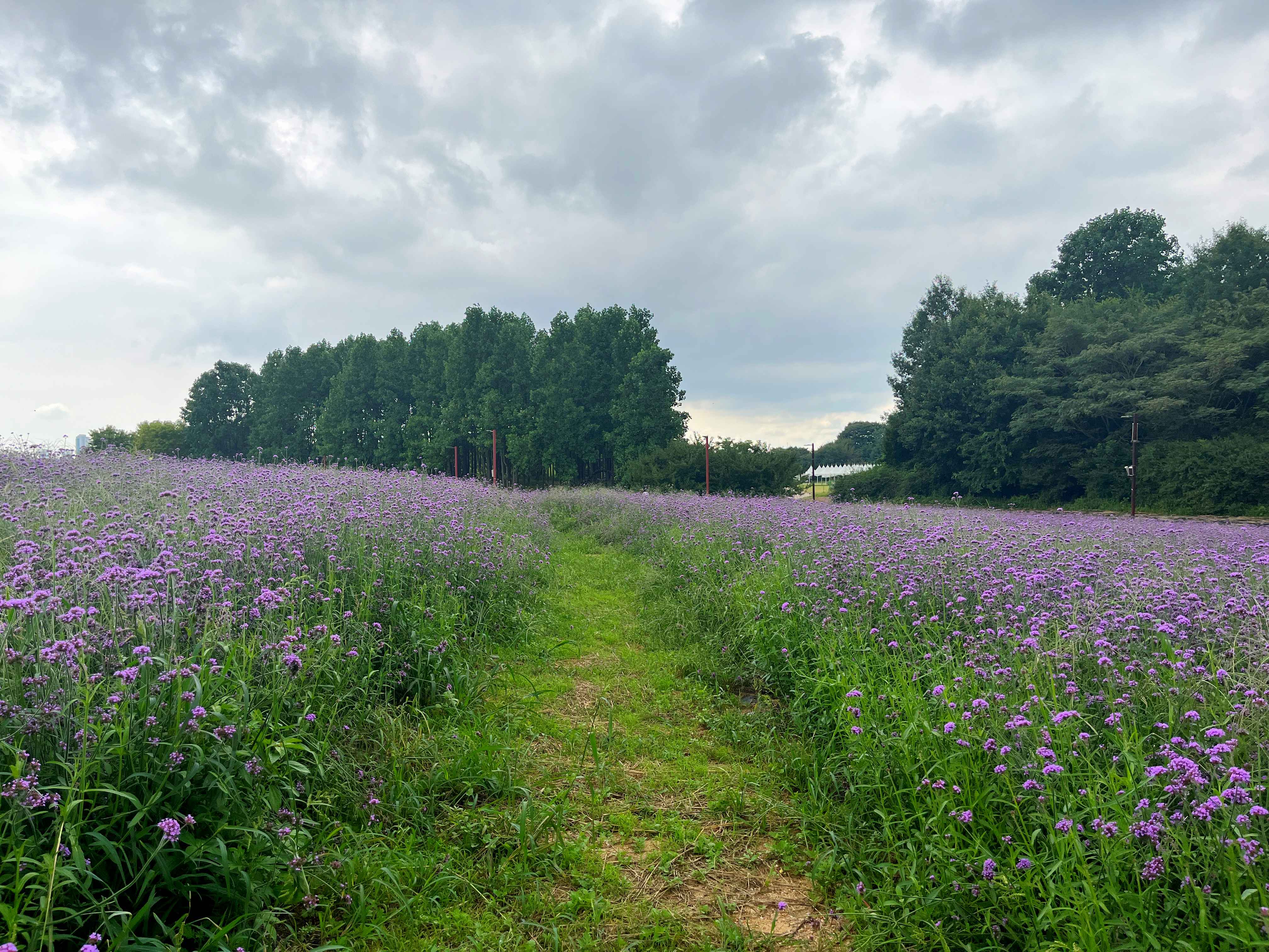 인천 드림파크 야생화단지 버베나