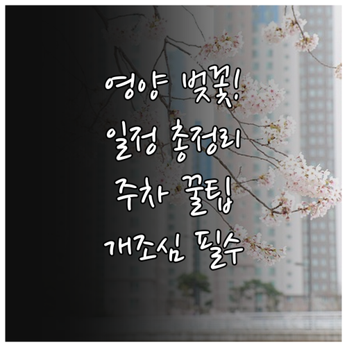 2026년 영양 벚꽃 축제 일정과 주..