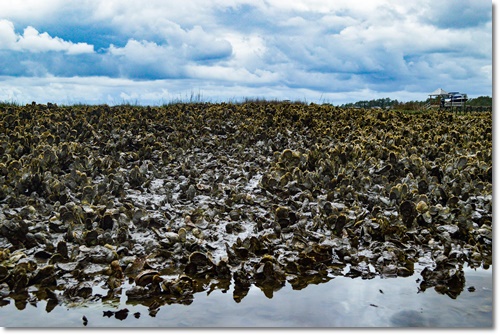 조개류 해감 빼는 법 미세플라틱 잘 제거