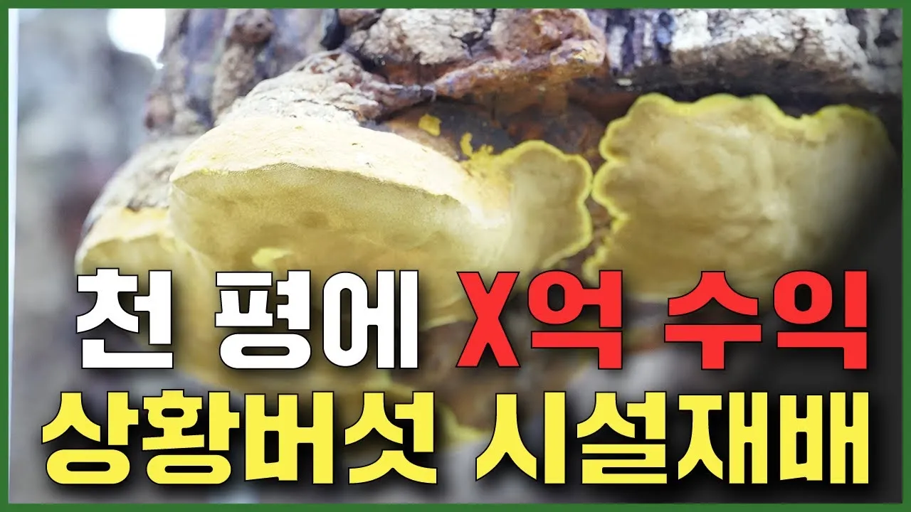 상황버섯 재배 톱밥 배지 균사 배양 환기 관리_1