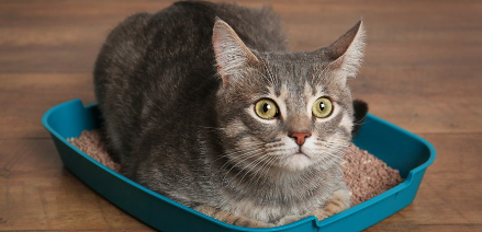 화장실에 들어가는 고양이.