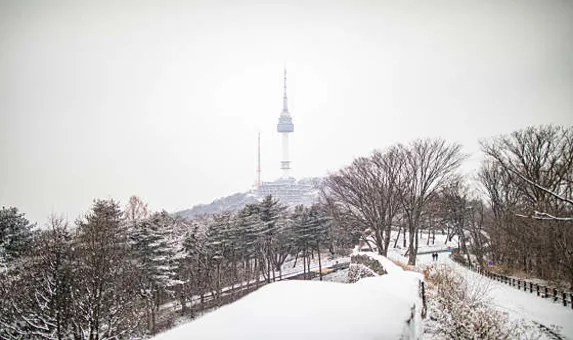 속삭이는자작나무숲