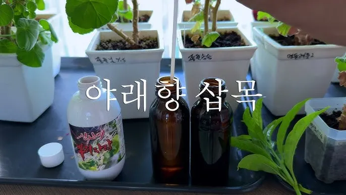 물꽂이 삽목 성공률높이기 깨끗한물 교체주기 빛관리 요령_3