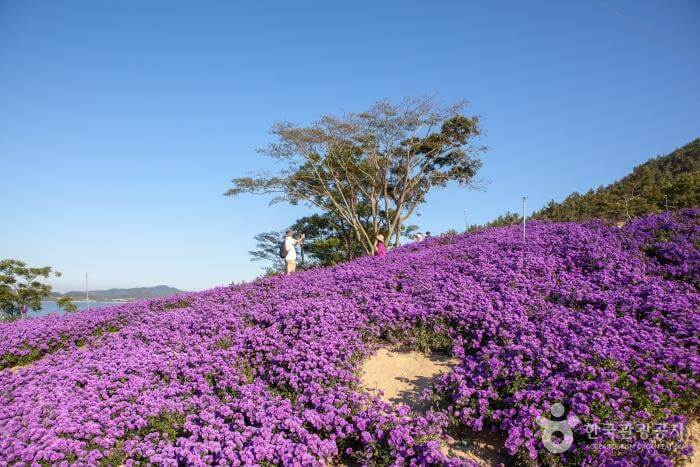 퍼플섬 라벤더 축제 기간