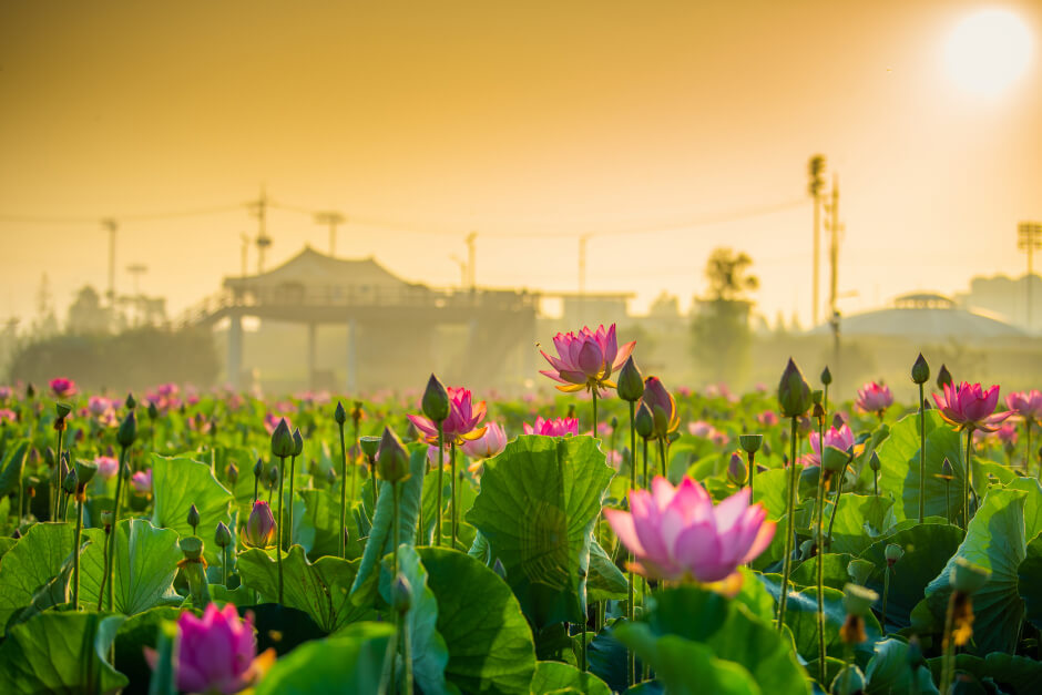 함안 연꽃테마파크