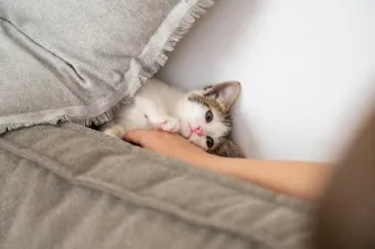 고양이 빈혈 증상 치료_6