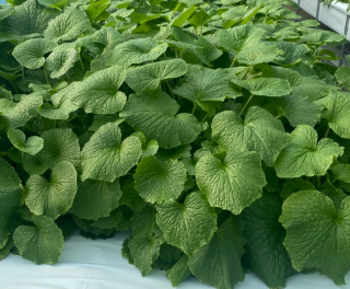 와사비잎-추출물