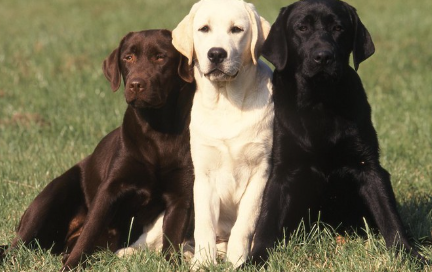 기대어 앉는 3색 래브라도들.