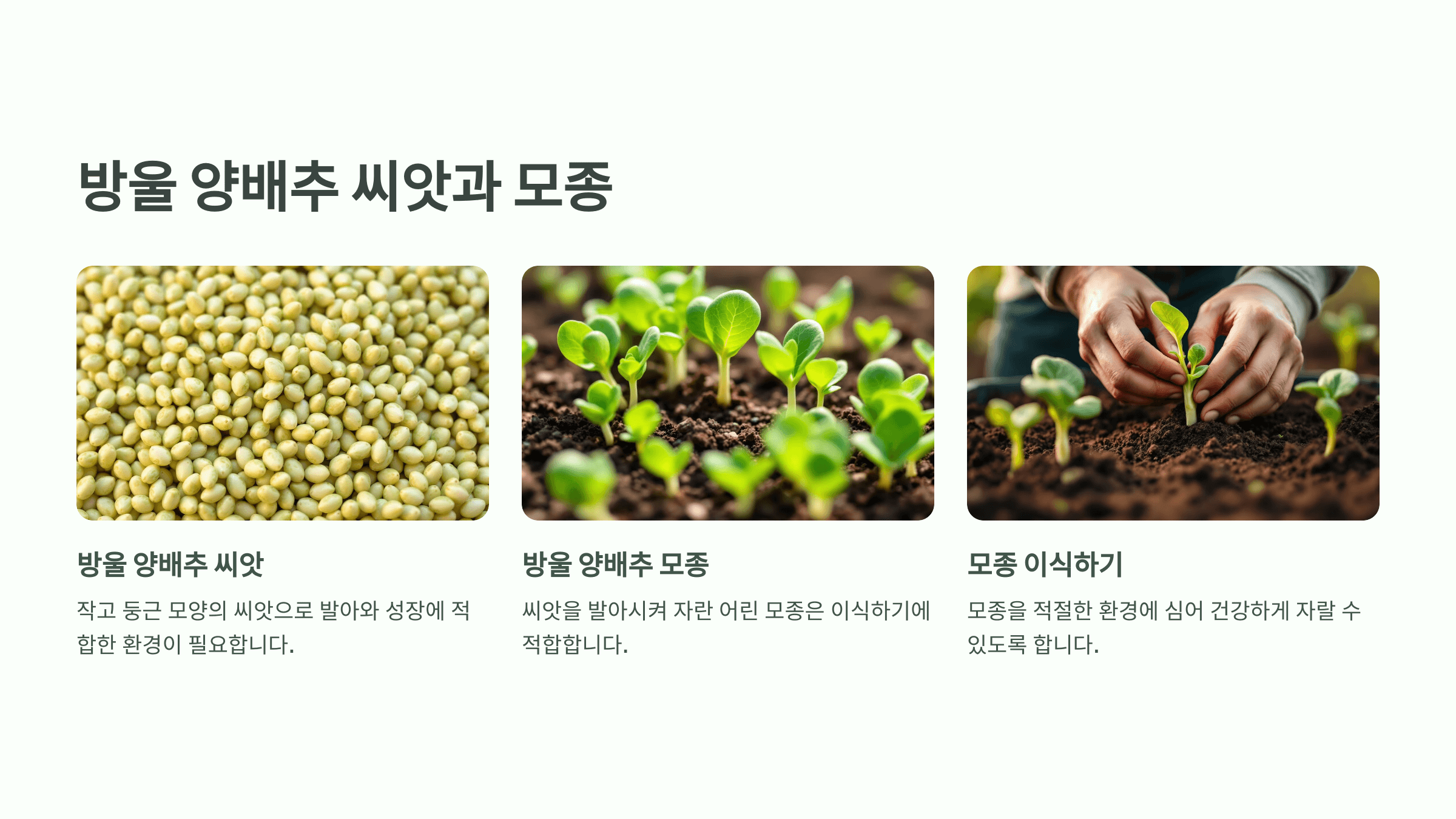 방울양배추 사진입니다.