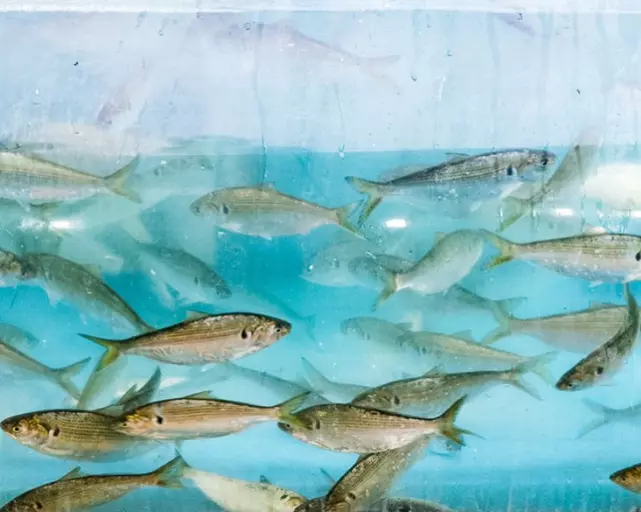 무창포 대하 전어 축제3