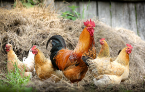 닭띠 2025년 운세