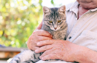 거대 결장증일지도 모르는 고양이.