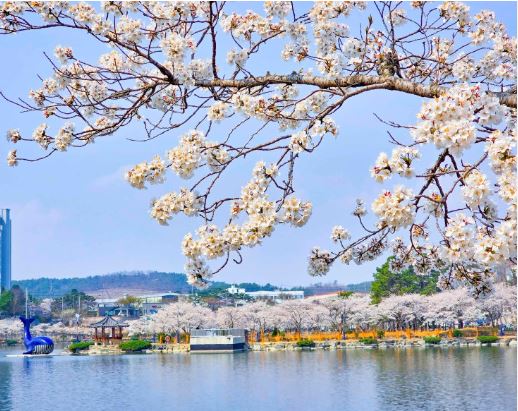 영천 벚꽃