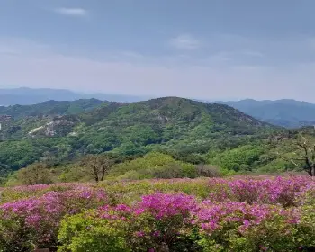 황매산 철쭉축제_26