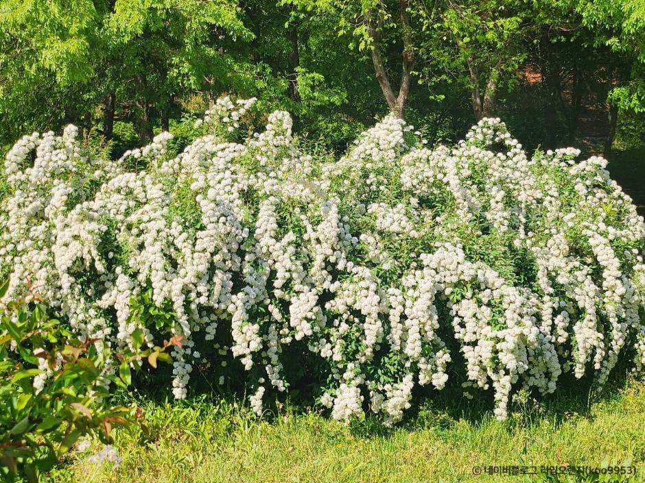 부천 무릉도원수목원