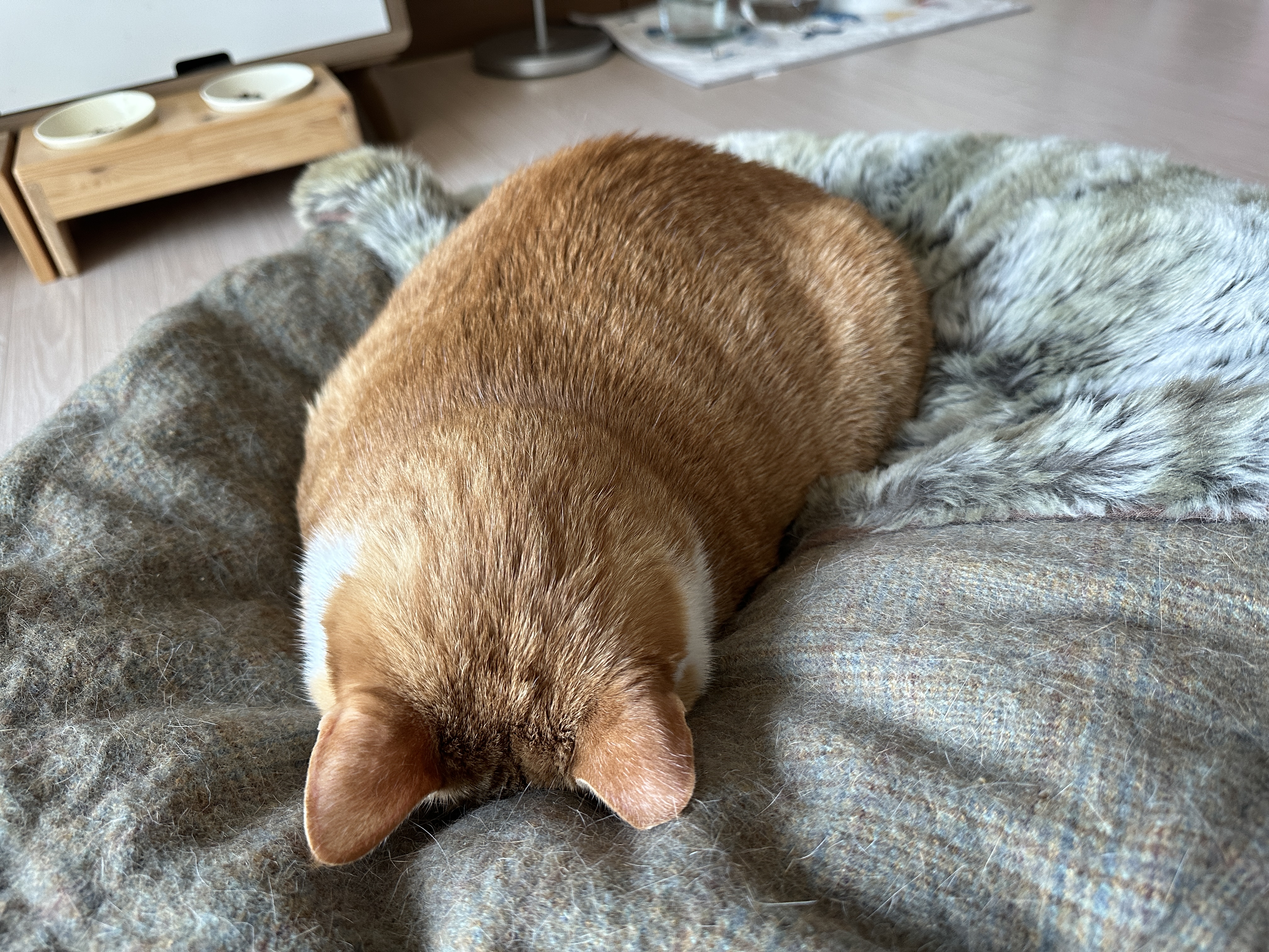 귀여운 치즈냥이 호야의 습격! (feat. 잘때도 다정한 호야랑 건)