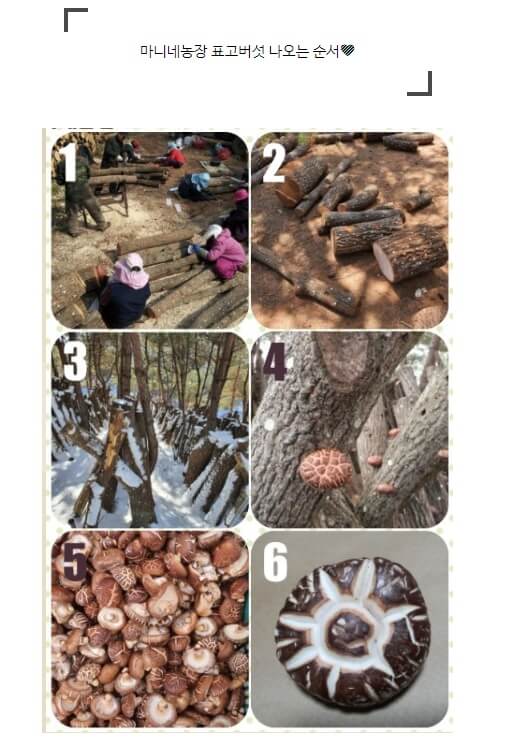 오늘N 가족이 뭐길래 솔향 가득 자연이 키운 마니네농장 유기농표고버섯
