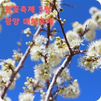 봄꽃축제 3월 광양 매화축제 구례 산수유꽃축제