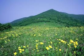 점봉산 곰배령에 노란 봄꽃이 핀 모습