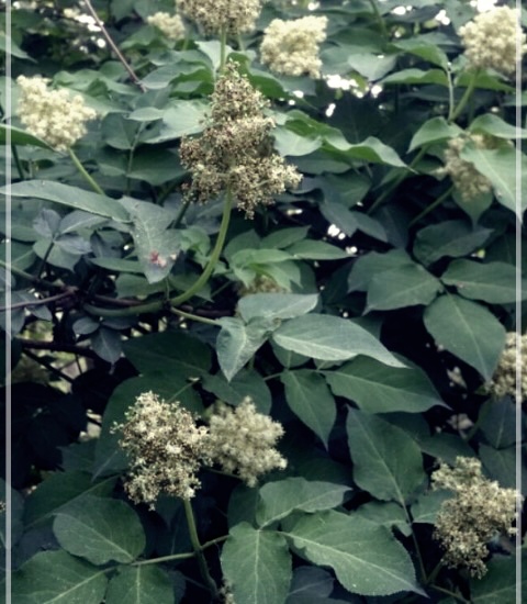 접골목의 효능과 먹는 방법