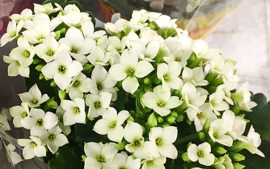 겨울 꽃 칼랑코에