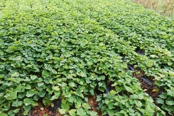 8월에 심는 밭작물 모종 채소 재배법 알아보기_9