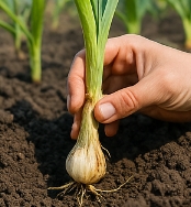 마늘 심는 시기