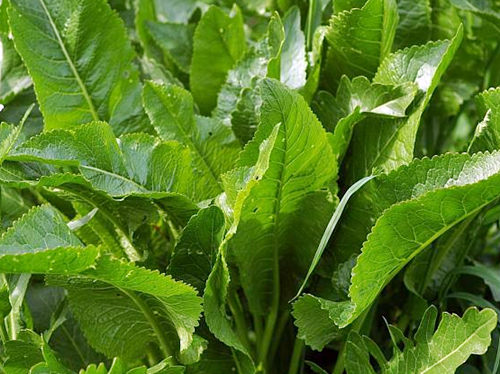 horseradish, 호스래디시, 호스래디시효능, 호스래디스먹는법,호스래디쉬