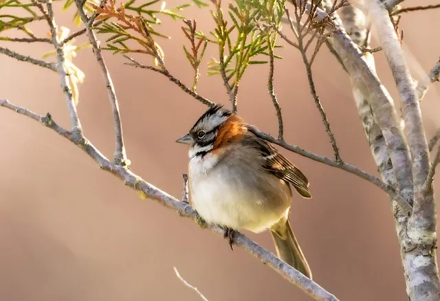 골로새서 3장 23절 묵상 - 무엇을 하든지 마음을 다하여 주께 하듯 하고_3