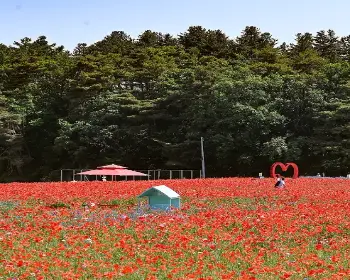 원주 용수골 꽃양귀비 축제_11