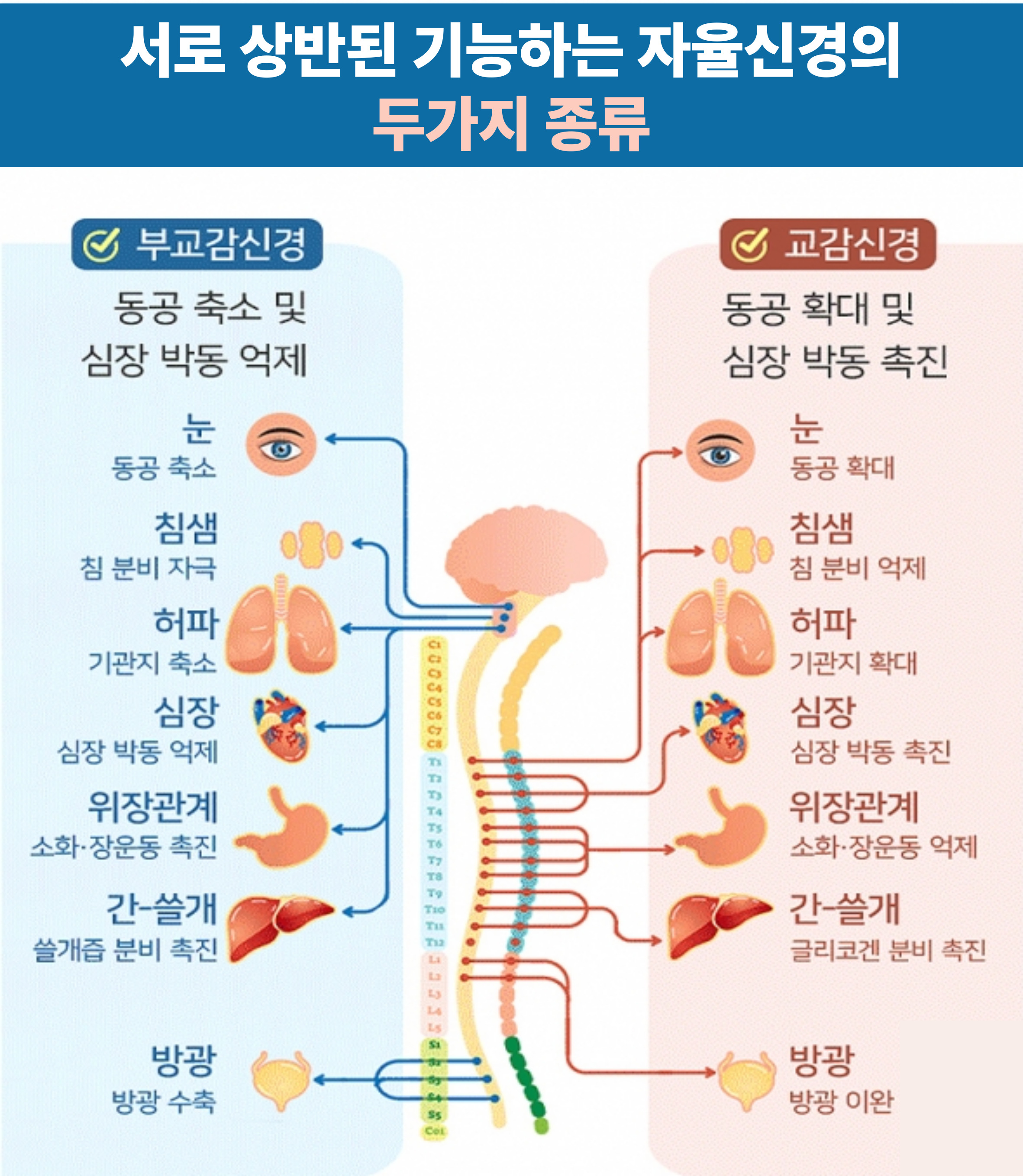 자율신경 기능 저하와 여름 건강 관리 관련 이미지