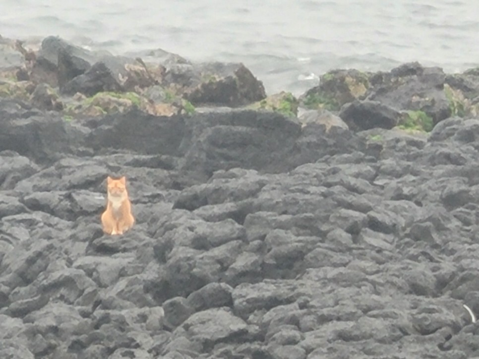 제주도 세화리 해변
