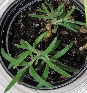 로즈마리 물주기 가지치기 환기관리 햇빛배치 주방 허브로 인기_13