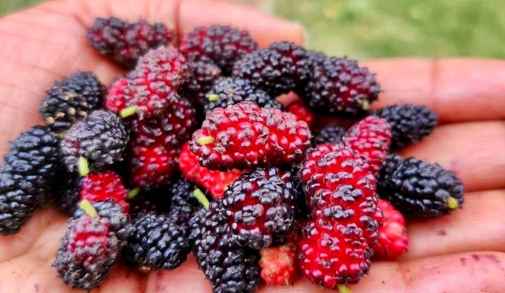 오디먹는법 7가지