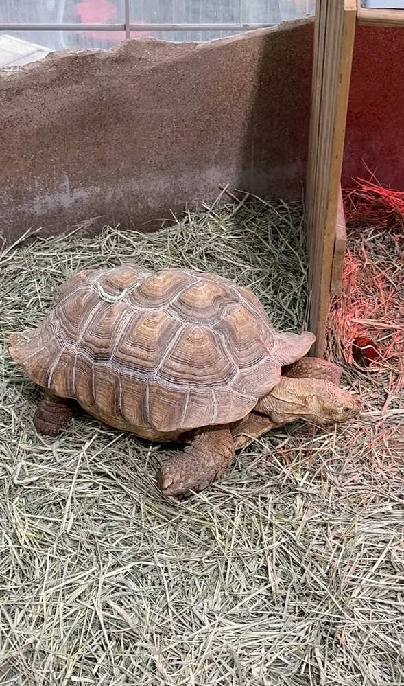 오산시청버드파크-거북이먹이주기