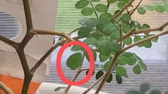 화분 응애 방제 초기발견 잎뒷면확인 샤워식세척 비누물활용 팁_11