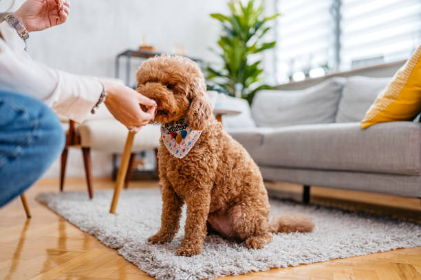 흔련의 포상으로 간식을 기다리고 있는 강아지 모습