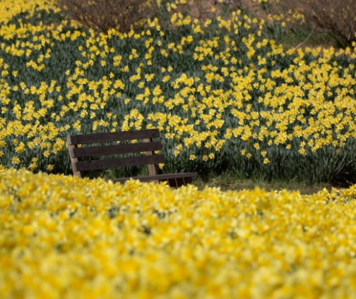 전국수선화명소