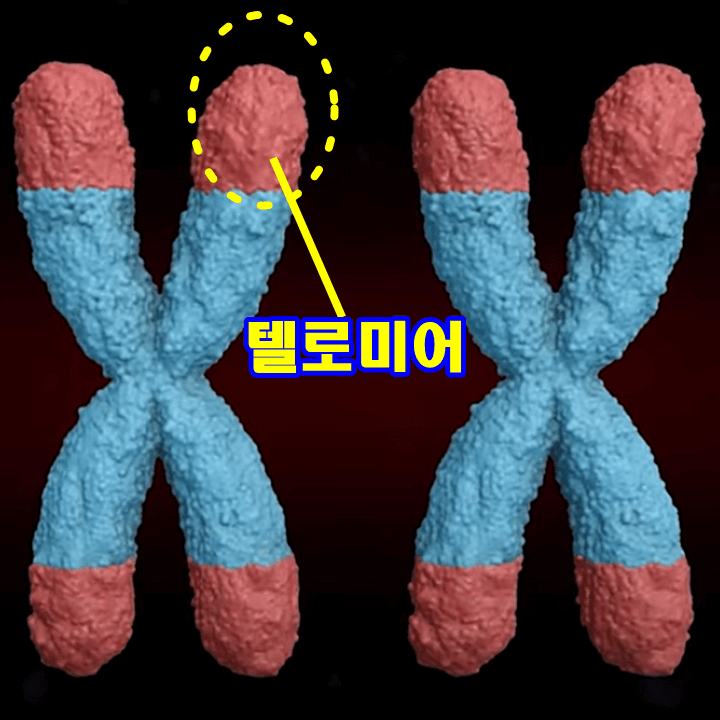 텔로미어-정상세포