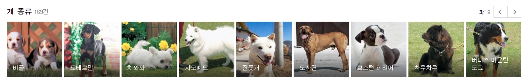 비글과 도베르만 및 치와와와 진돗개의 당당하고 활발한 모습