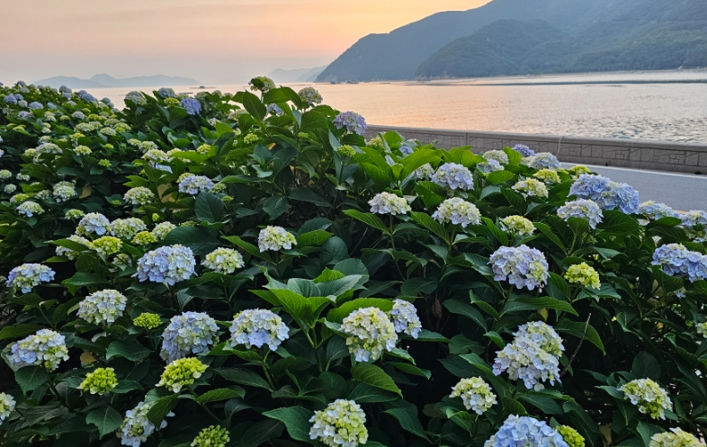 거제 수국