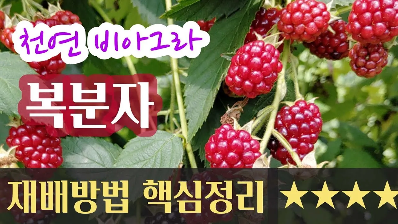 복분자 재배 지주 세우기 가지치기 병해 예방_1