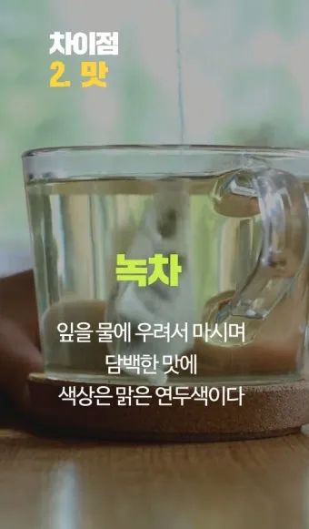 말차와 녹차의 차이점 효능 맛 비교 총정리_19