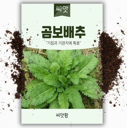 곰보배추 효능 부작용 유산균 원액 환 시럽 먹는법 씨앗 모종 재배 방법 총정리2