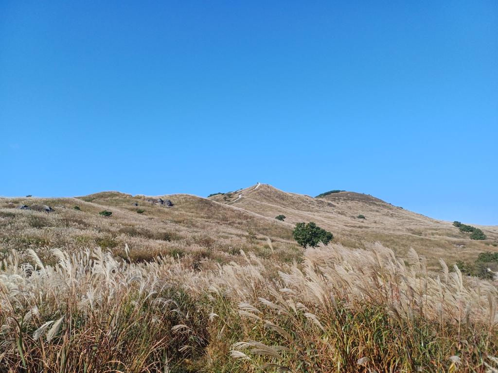 화왕산 억새