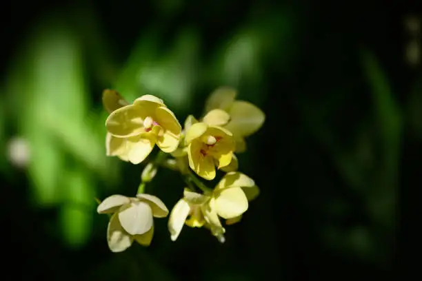 2025 전국 새우란축제 일정 코스 총정리