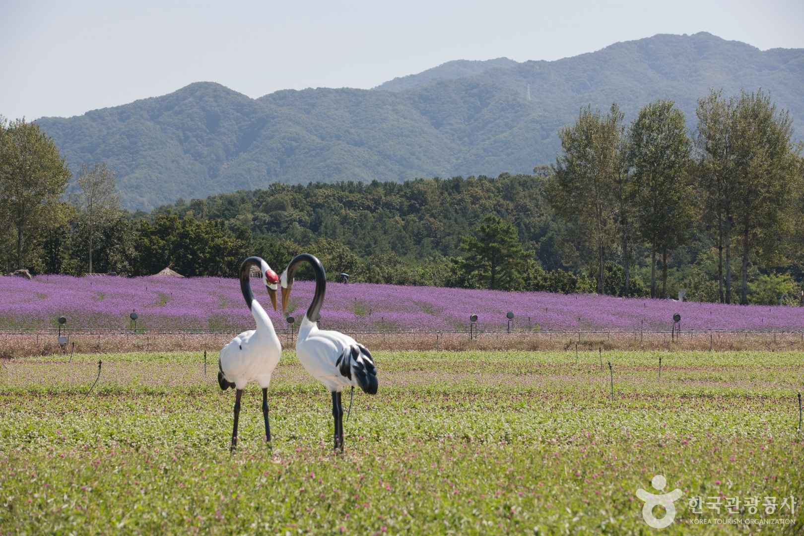 철원 고석정 꽃밭