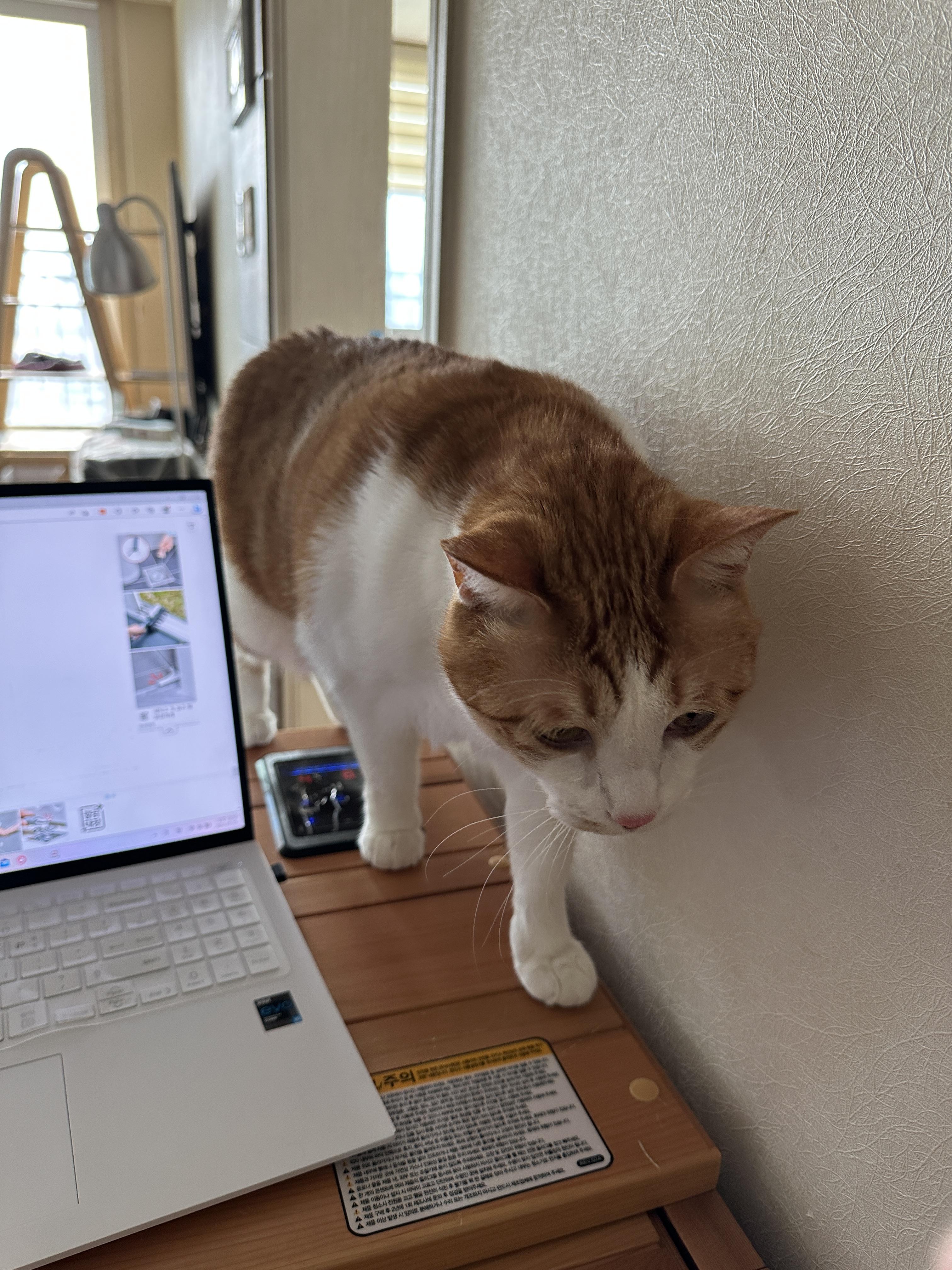 소심한 막둥이가 엄마를 지키는 방법 (feat.긴장해서 코까지 빨개진 막둥이)