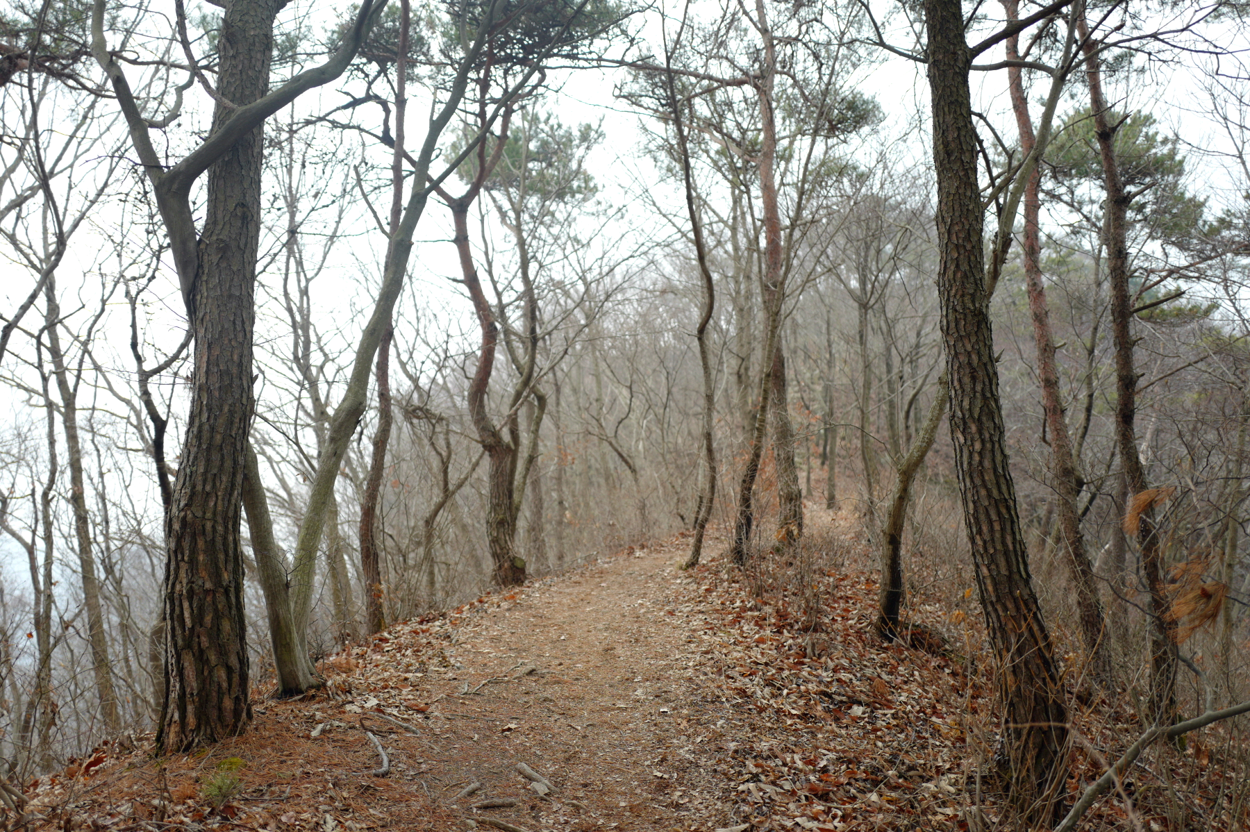 고창 선운산 하산길 소나무 능선과 낙엽 깔린 흙길