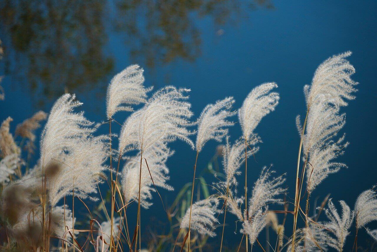 2024 하늘공원 억새축제 안내